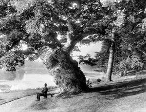 Blenheim Palace Park Print: Old Oak Tree by the Great Lake