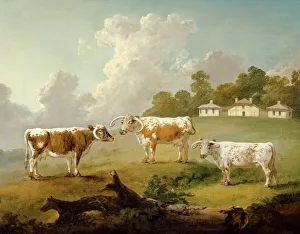 Fine art/kenwood house paintings/ibbetson long horned cattle j990019 Fine art/kenwood house paintings/ibbetson long horned cattle j990019
