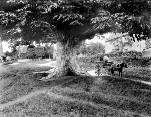 Denton Village Print: A Pony Trap Under an Old Tree