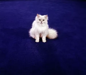 White Chinchilla Persian cat print on blue Kosset carpet
