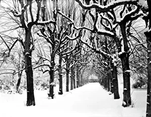 Lime Walk in the snow CC54_00329 Lime Walk in the snow CC54_00329