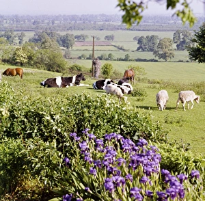 Livestock FF002985 Livestock FF002985