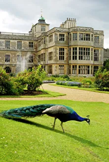 Landscapes/english gardens formal gardens/peacock audley end n071337 Landscapes/english gardens formal gardens/peacock audley end n071337