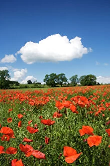 Images Dated 20th June 2007: Poppy field N071385