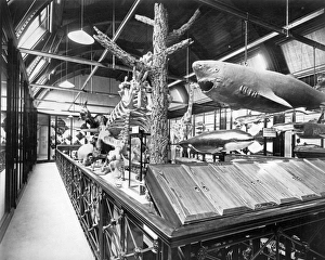 Tring Park Museum BL11794 Tring Park Museum BL11794