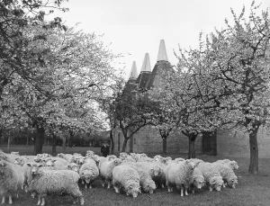 Kent Countryside Scenery Prints: Springtime in Kent