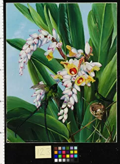 123. Foliage and Flowers of Alpinia nutans, and a pair of Doctor