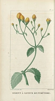 Acmella oleracea, 1821