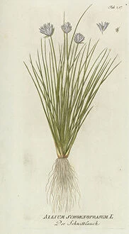 Allium schoenoprasum, 1788-1812