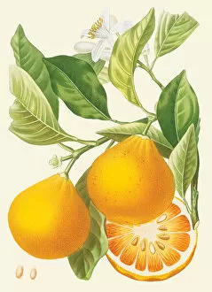 Citrus x aurantium, 1782