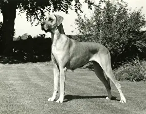 Great Dane Breed Prints: 10106551