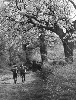 Blossoming Trees Prints: 10185872