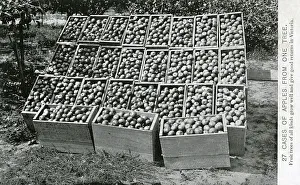 27 Cases of Apples from just one tree - Victoria, Australia 27 Cases of Apples from just one tree - Victoria, Australia