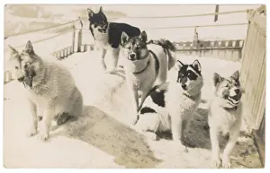 Sled Dog Teams Prints: 5 Sledge Dogs