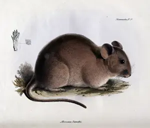 Abrocoma bennettii Print from The Zoology of H.M.S. Beagle