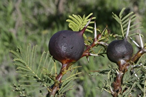 Acacia Ants - Whistling Thorn and Stinging Ants Acacia Ants - Whistling Thorn and Stinging Ants