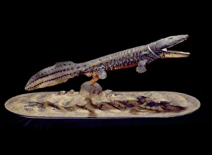 Acanthostega Acanthostega