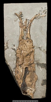 Acanthoteuthis, a fossil coleoid Acanthoteuthis, a fossil coleoid