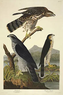 Accipiter gentilis, northern goshawk, Accipiter cooperii, Co Accipiter gentilis, northern goshawk, Accipiter cooperii, Co