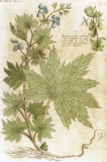 Aconitum. Seventeenth-century engraving in Bibliotheca Phar Aconitum. Seventeenth-century engraving in Bibliotheca Phar