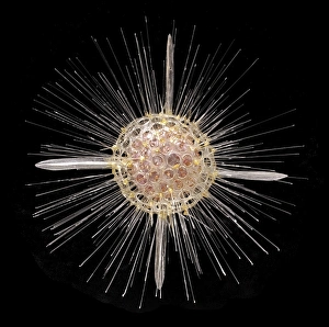 Actinomma asteracanthion, radiolarian Actinomma asteracanthion, radiolarian