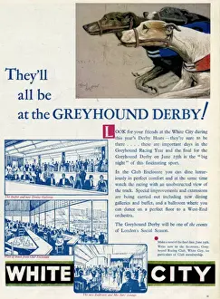 Dog Racing Prints: White City Greyhound Racing Advert Print 1932