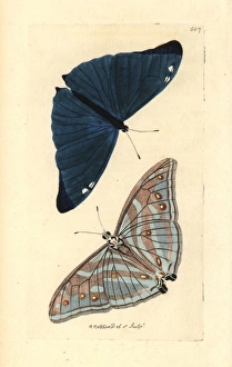 Adonis blue butterfly, Polyommatus bellargus Adonis blue butterfly, Polyommatus bellargus