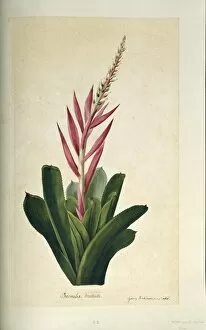 Aechmea Collection: Aechmea nudicaulis, bromeliad