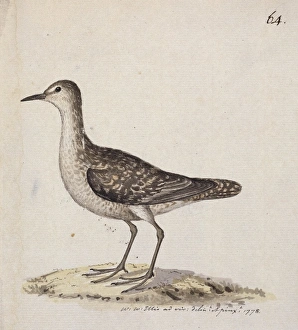 Kiritimati Sandpiper Kiritimati Sandpiper