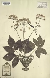 Aegopodium Podagraria Collection: Aegopodium podagraria, goutweed
