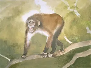 Tropical Rainforest Mammals Prints: Aegyptopithecus zeuxis