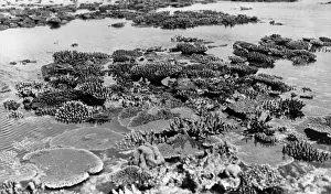 Coral Reef Invertebrates Prints: Aerially exposed corals