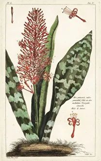 African bowstring hemp, Sansevieria hyacinthoides African bowstring hemp, Sansevieria hyacinthoides