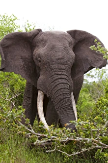 African Bush / African Savanna Elephant - in the bush African Bush / African Savanna Elephant - in the bush