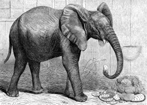 African Elephant at London Zoo, 1865 African Elephant at London Zoo, 1865
