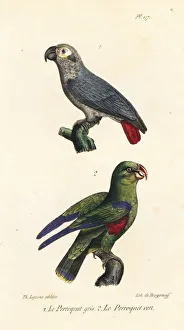 African grey parrot and green parakeet African grey parrot and green parakeet