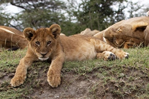 African Lion - cub lying down alert whilst adults African Lion - cub lying down alert whilst adults