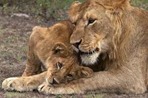 African Lion - cub playing with a subadult male African Lion - cub playing with a subadult male