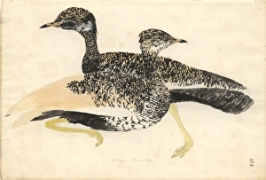 Afrotis afra, black bustard Afrotis afra, black bustard