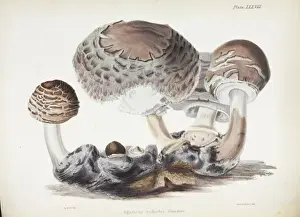 Bracket Fungi Species Prints: Agaricus rachodes