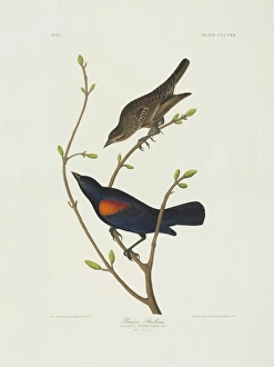 Agelaius phoeniceus, red-winged blackbird Agelaius phoeniceus, red-winged blackbird
