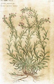 Ageratum. Seventeenth-century engraving in Bibliotheca Phar Ageratum. Seventeenth-century engraving in Bibliotheca Phar