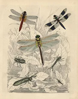 Agrion Collection: Agrion pupa, Libellula pupa and others