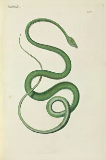 Ahaetulla prasina, Short-nosed vine snake Ahaetulla prasina, Short-nosed vine snake