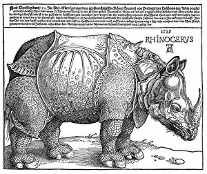 Rhino Collection: Albrecht Durers Rhinoceros