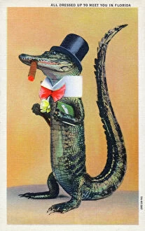 Smoke Collection: An Alligator - all dressed up to meet you in Florida, USA