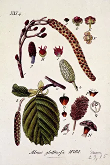 Alnus glutinosa (Willd.) XXI 4, alder Alnus glutinosa (Willd.) XXI 4, alder