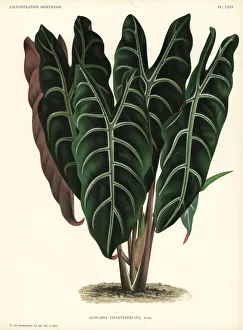 Alocasia x chantrieri. Alocasia x chantrieri Alocasia x chantrieri. Alocasia x chantrieri
