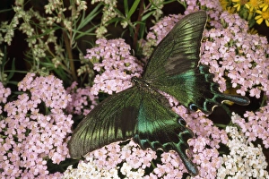 Alpine Black Swallowtail Butterfly - common in Alpine Black Swallowtail Butterfly - common in