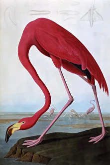 American Flamingo, by John James Audubon American Flamingo, by John James Audubon